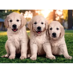 Clementoni Cartes|Animaux|Brothers In Fur - 60 pièces