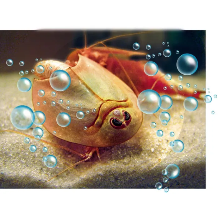 Clementoni Botanique Et Nature|Mes premiers triops